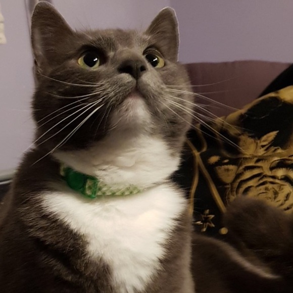 Meet your Posher, Alexandra - Picture 1 of 1